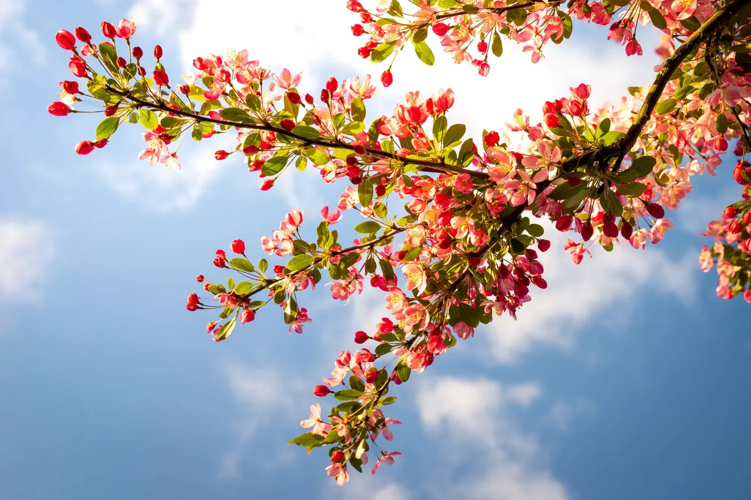 Photographie de fleurs roses au soleil.