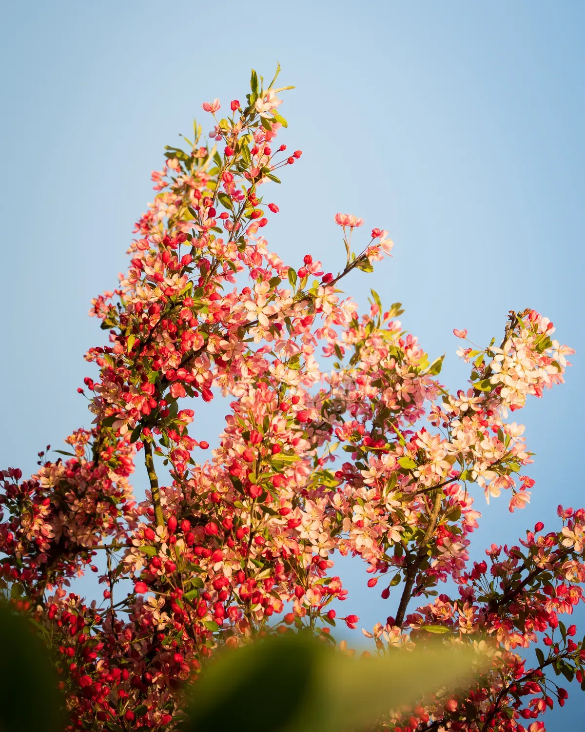 Photographie de arbre fleuri en contre-plongée.