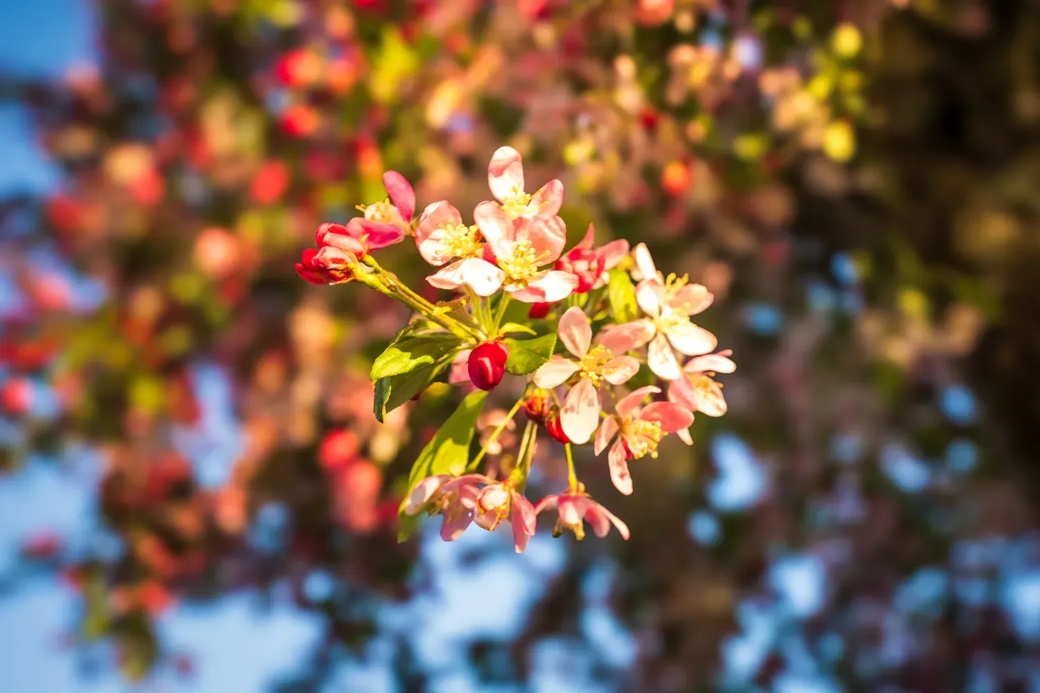 Photographie de fleurs au bout de la branche.