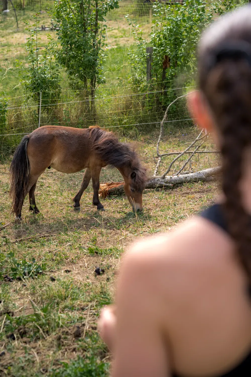 Photographie de poney au pré.
