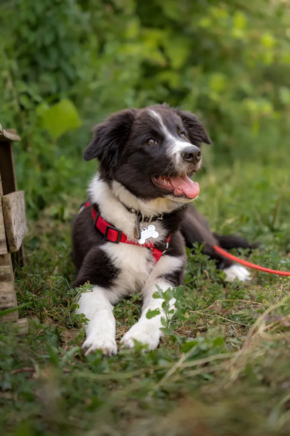 Photographie de babouche dans l herbe.