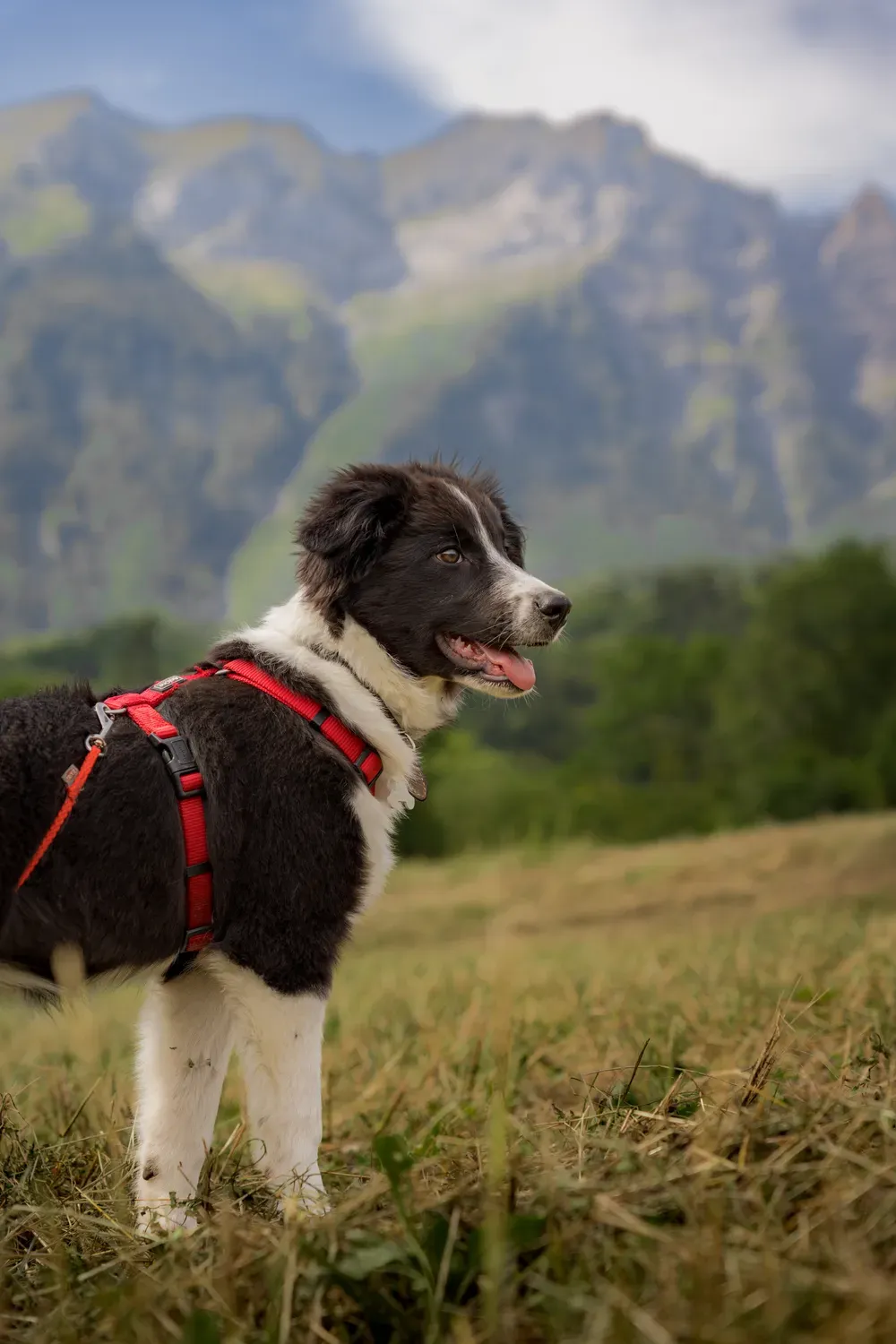 Photographie de babouche devant les montagnes.