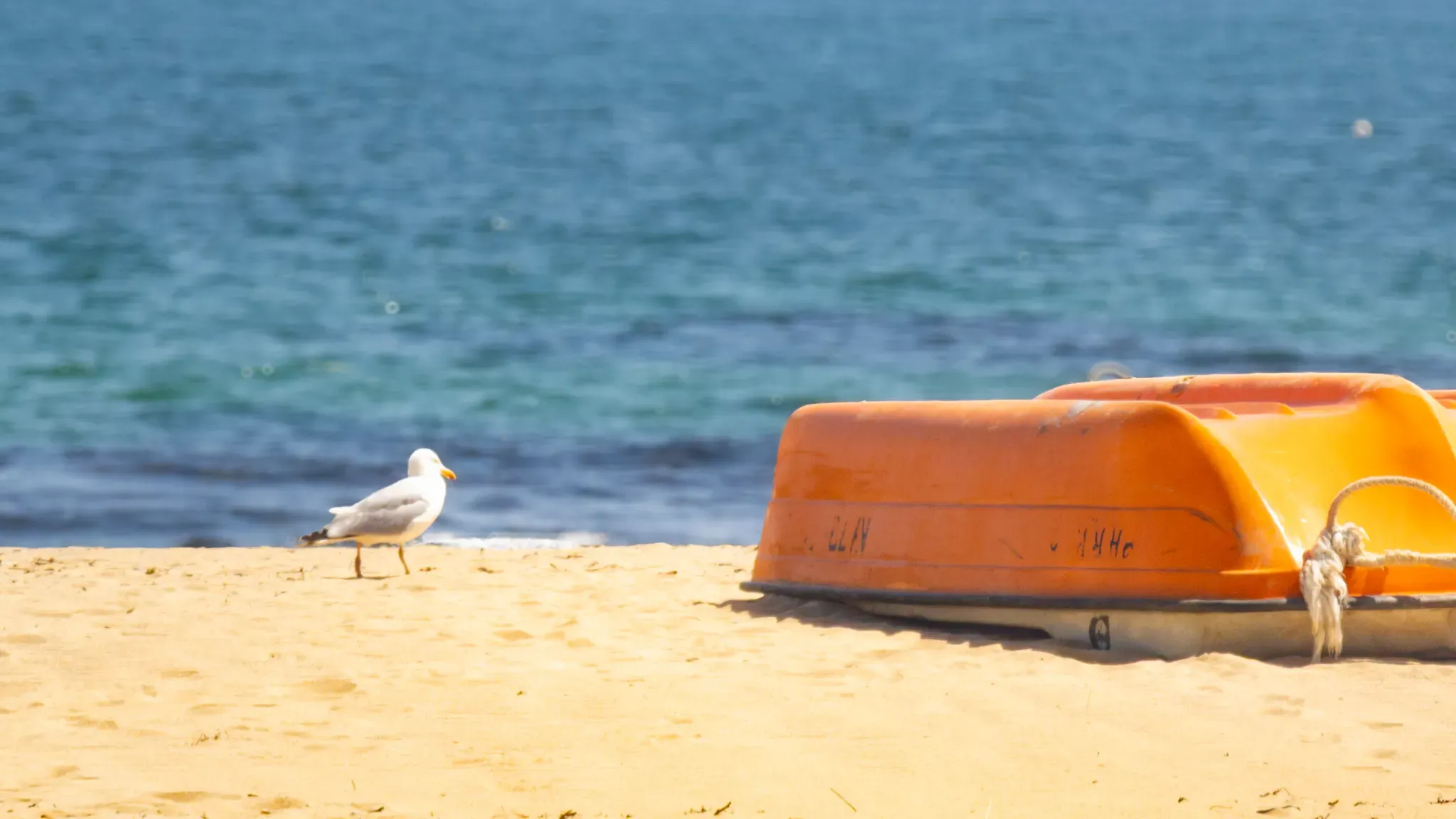 Goéland posé sur une plage de Belle-Île-en-Mer à côté d’une embarcation orange retournée.