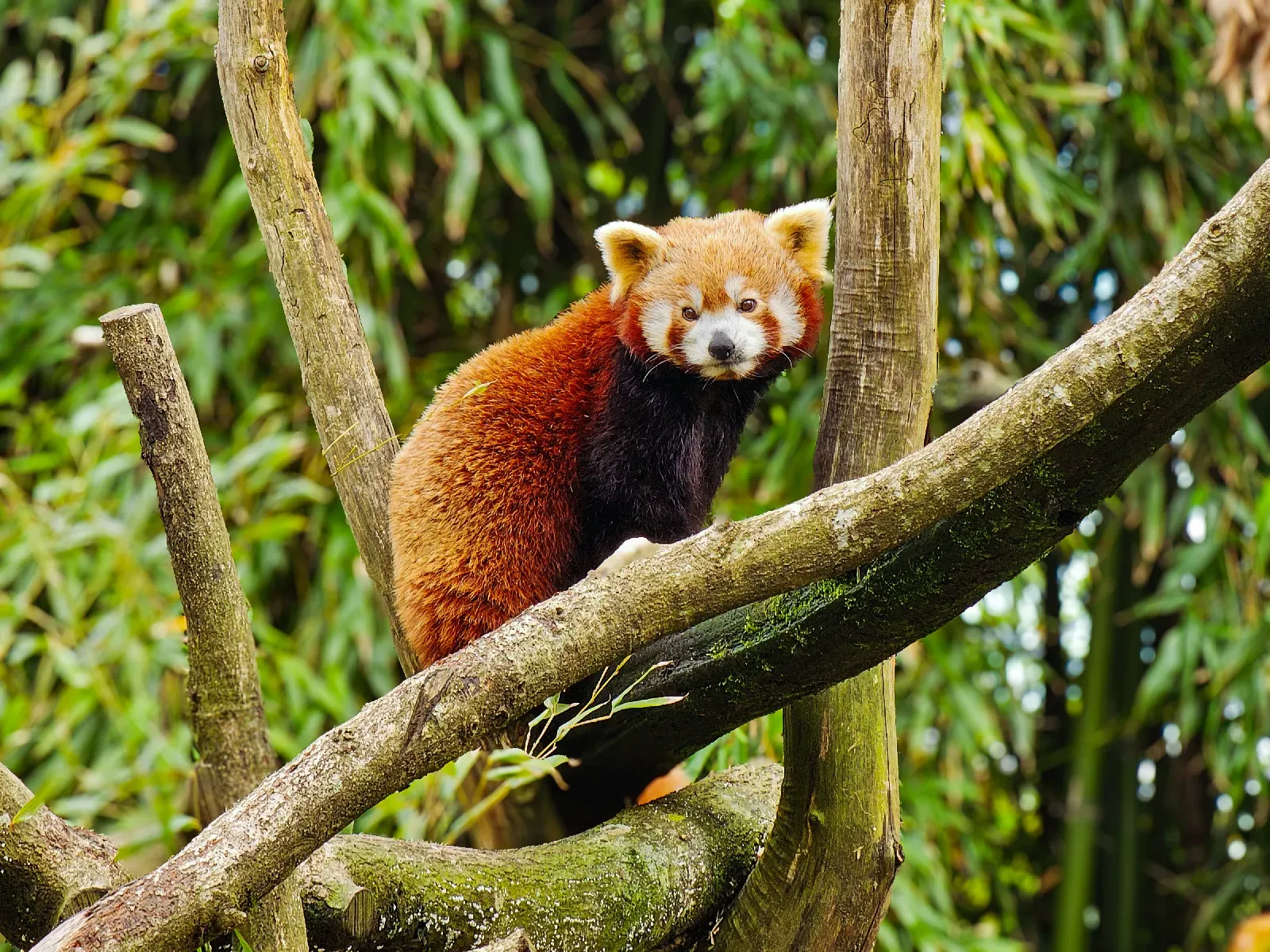 Panda roux installé sur une branche, entouré de végétation verte.