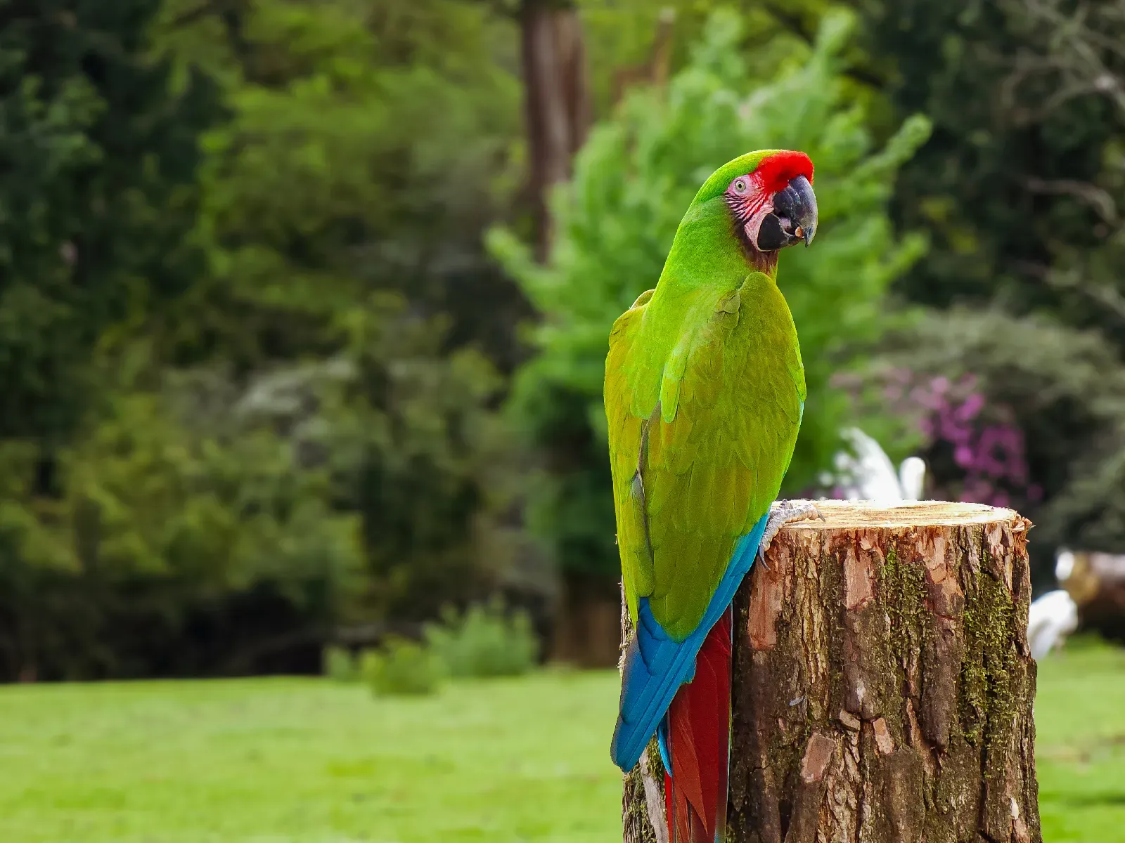 Ara vert aux ailes bleues et rouges perché sur une souche.