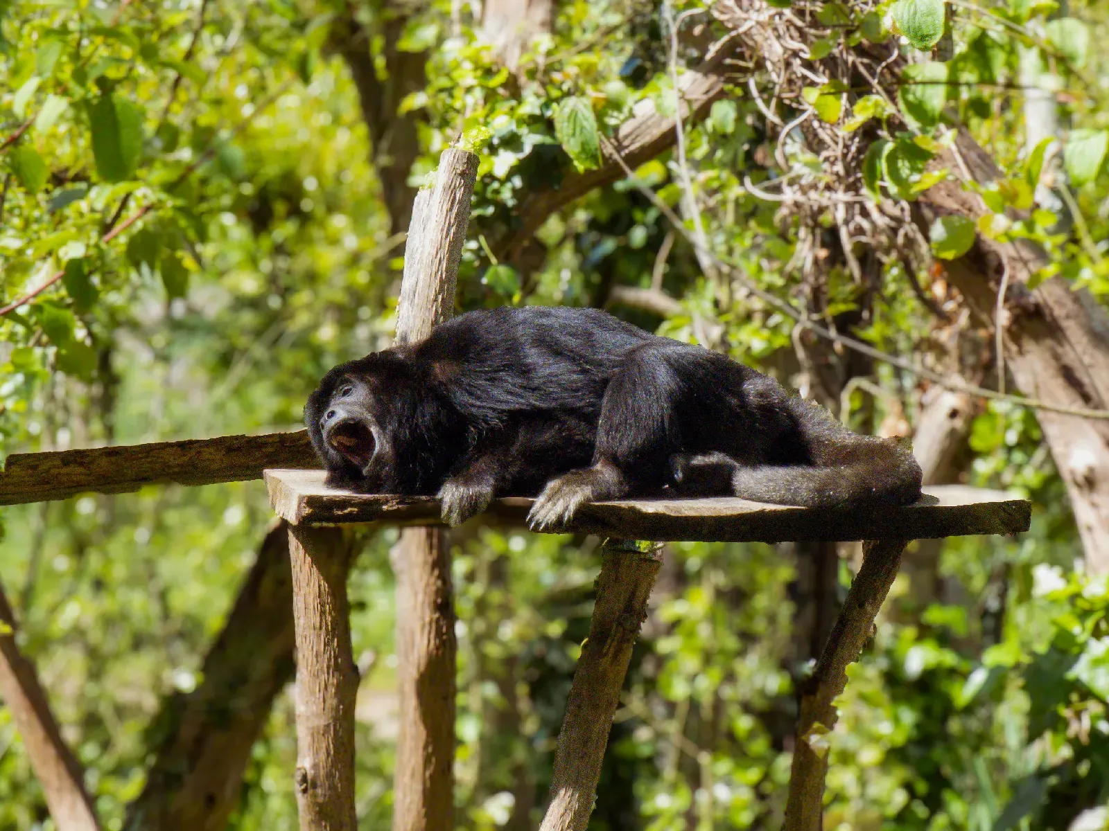 Singe noir allongé sur une plateforme en bois en train de bâiller