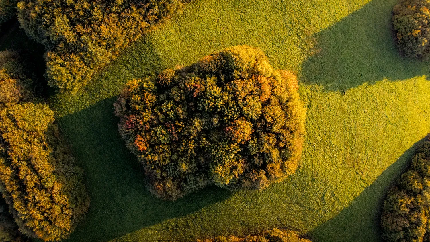 Photographie de bosquets vus du ciel.