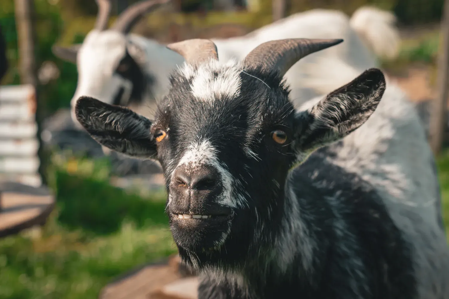 Portrait rapproché d’une chèvre noire et blanche regardant l’objectif, avec les dents légèrement visibles.