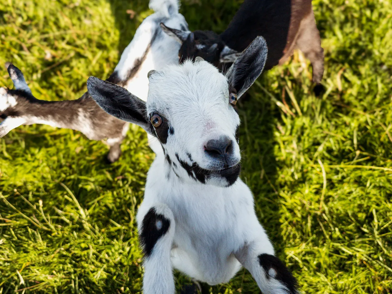 Jeune chèvre blanche et noire debout regardant l’objectif au milieu de l’herbe, avec d’autres chèvres en arrière-plan.
