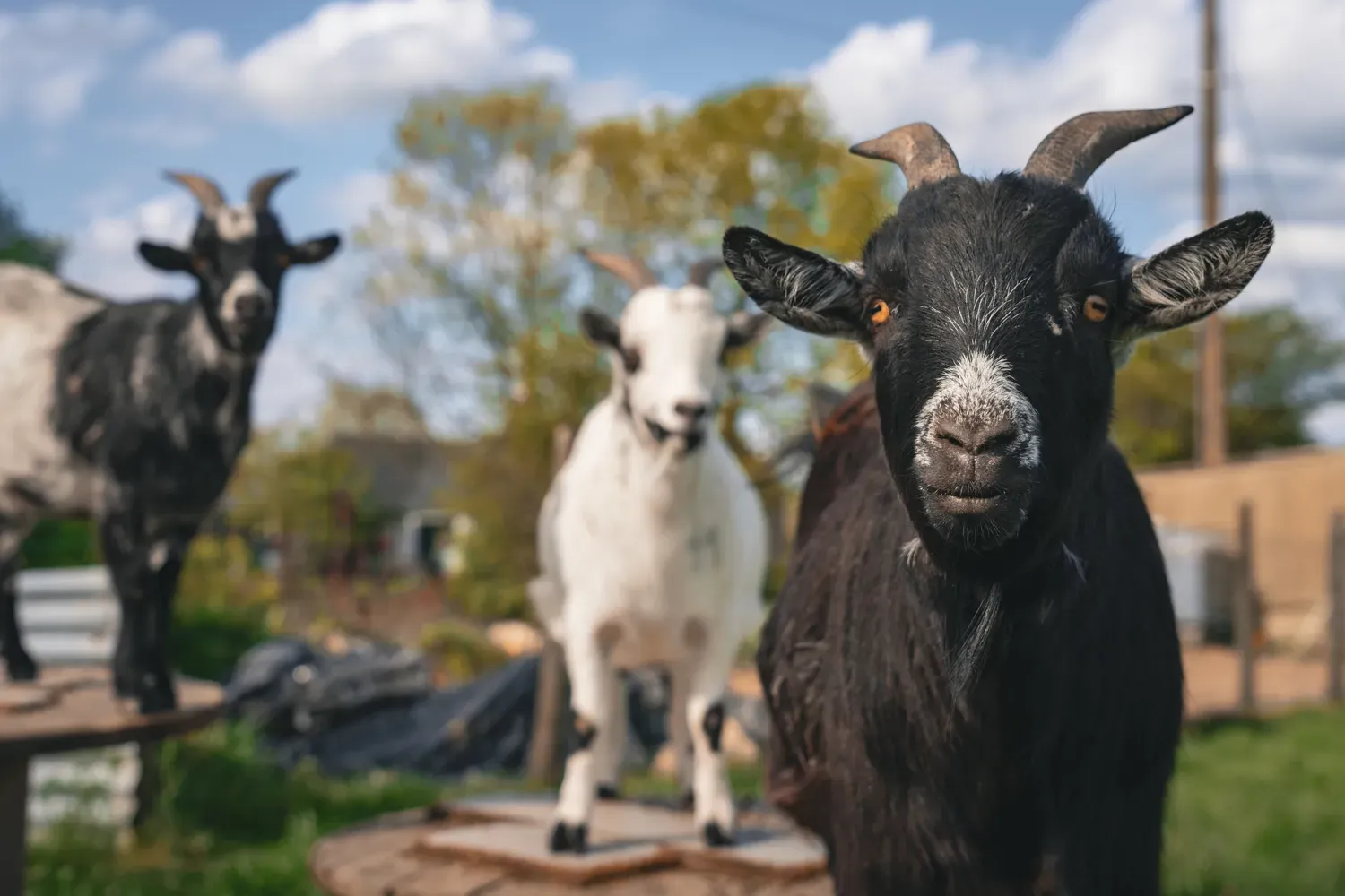 Portrait rapproché d’une chèvre noire face à l’objectif, avec deux autres chèvres floues en arrière-plan.