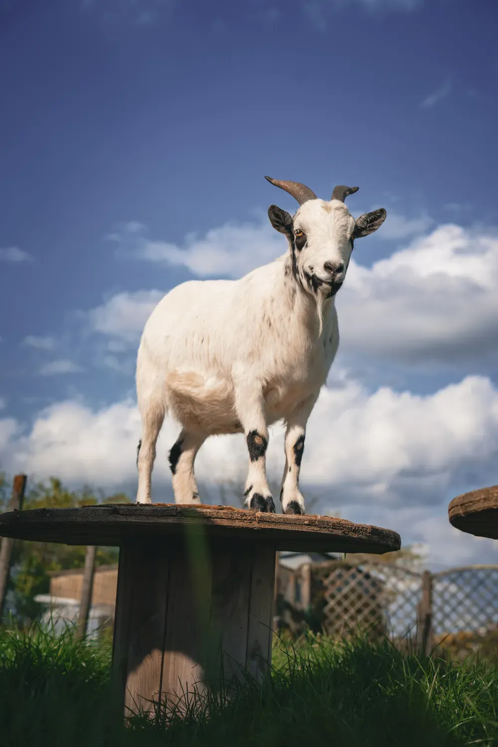 Chèvre blanche debout sur une plateforme en bois, photographiée en contre-plongée devant un ciel bleu nuageux.