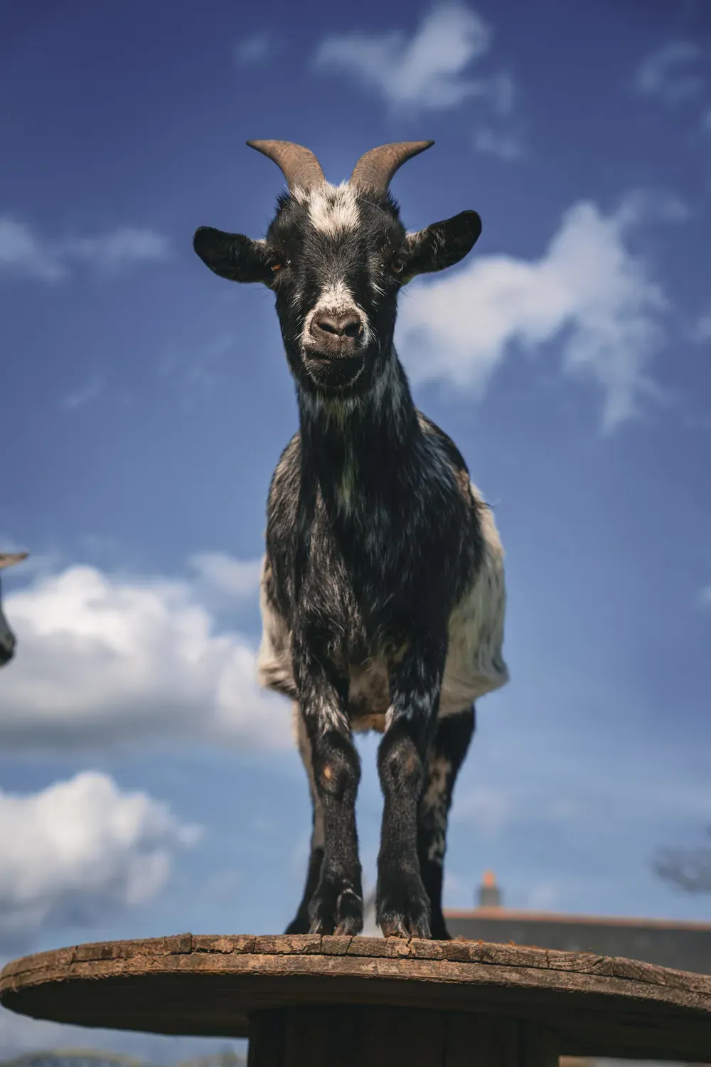 Chèvre noire et blanche debout face à l’objectif sur une plateforme, avec le ciel bleu en arrière-plan.