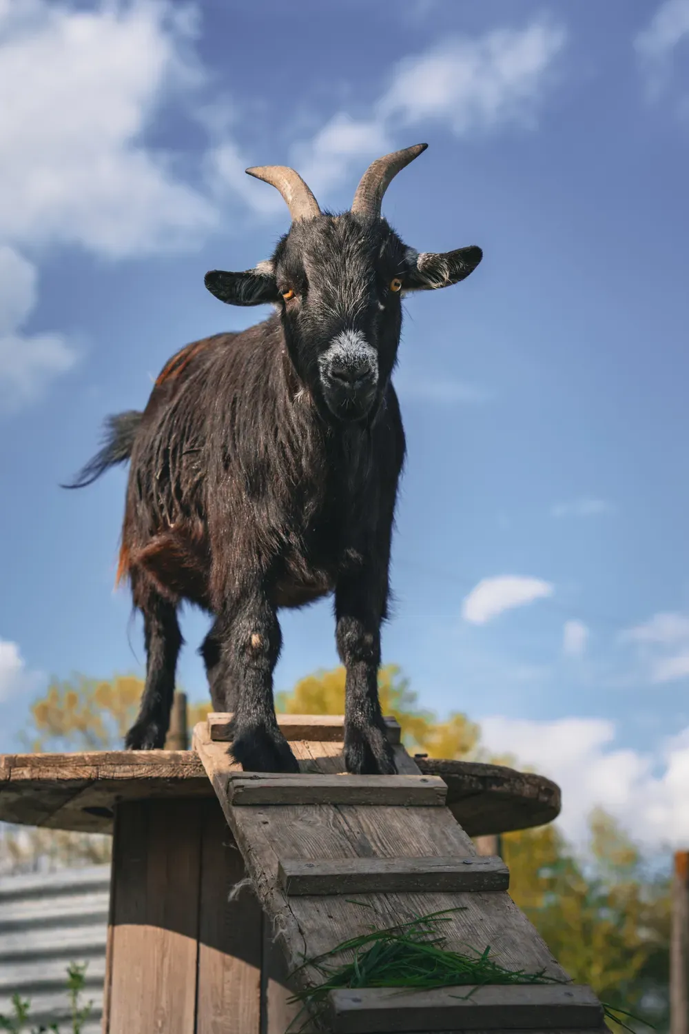 Chèvre noire debout au sommet d’une petite rampe en bois, face à l’objectif sous un ciel bleu.