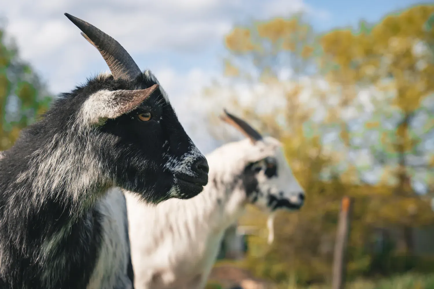 Portrait de profil d’une chèvre noire et blanche, avec une seconde chèvre floue en arrière-plan.