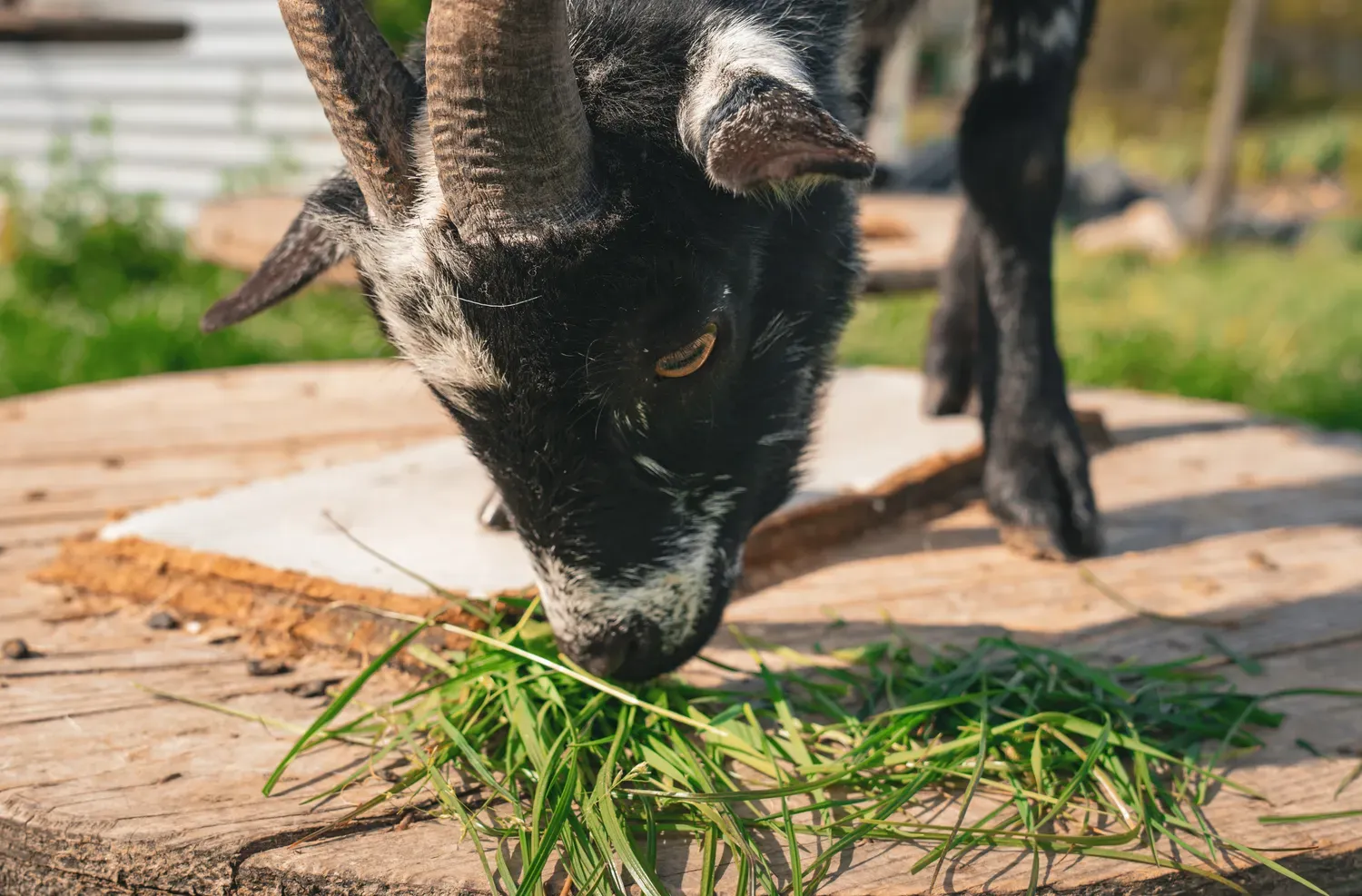 Chèvre noire et blanche mangeant de l’herbe posée sur une plateforme en bois.