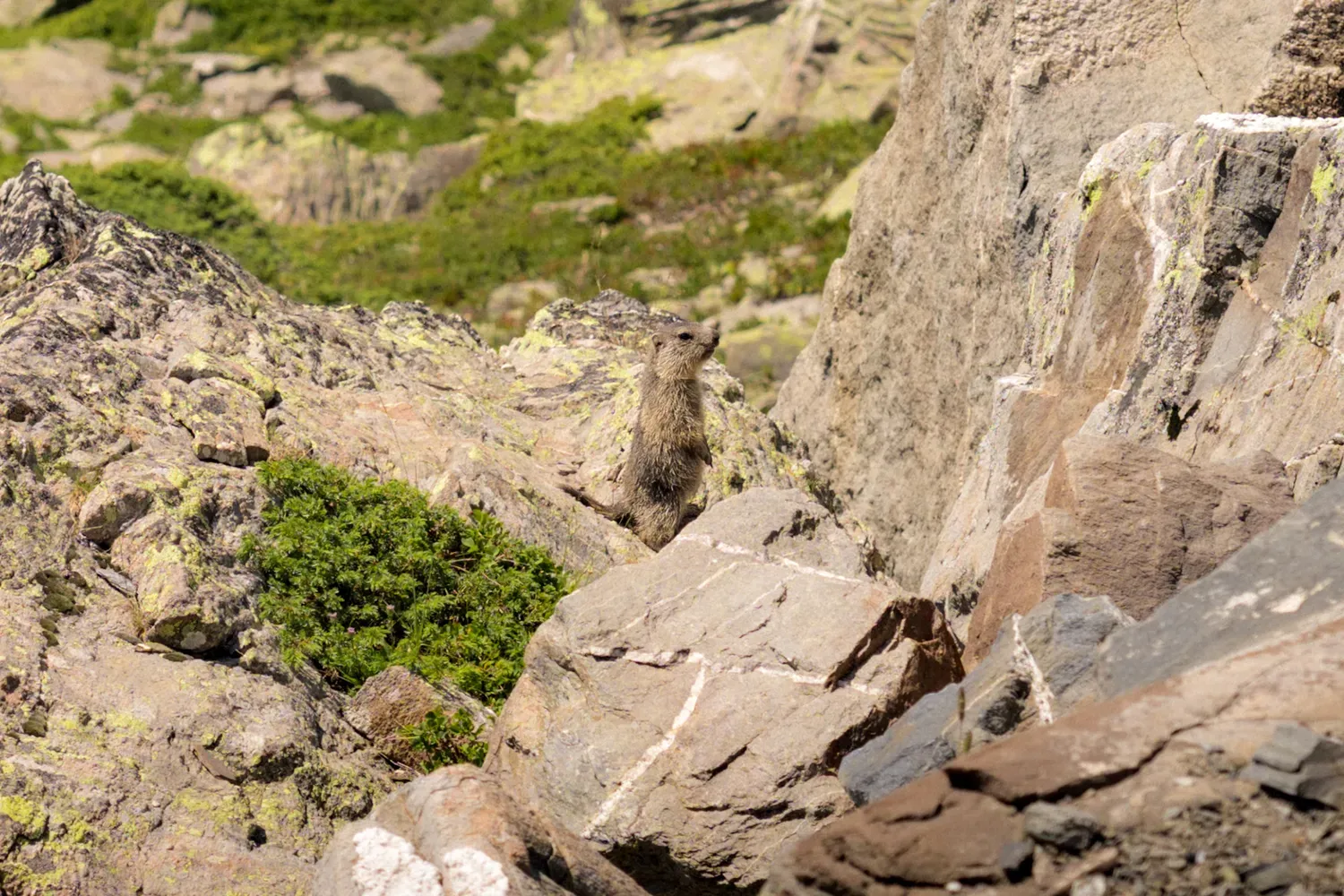Photographie de torrent dans les rochers.