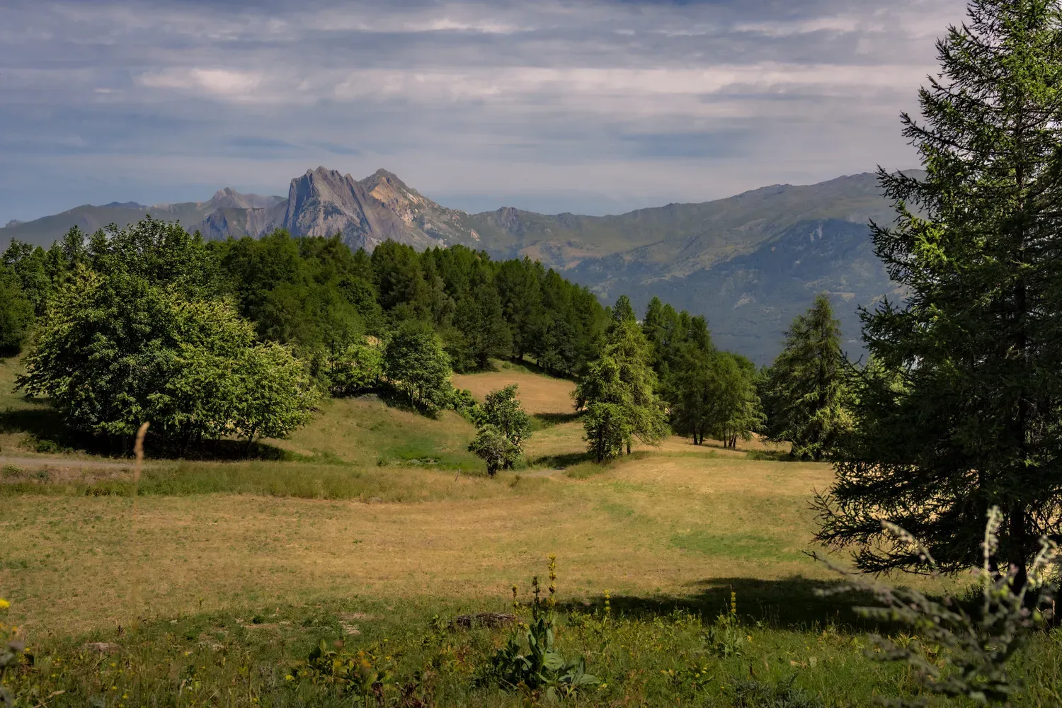 Photographie de prairie face aux sommets.