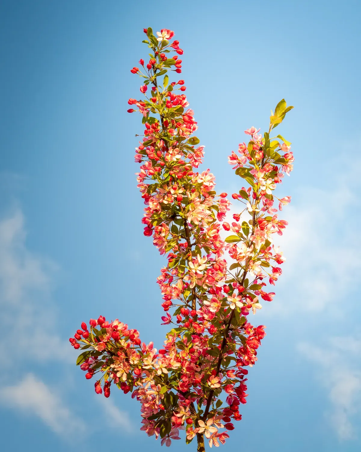 Photographie de branche fleurie vers le ciel.