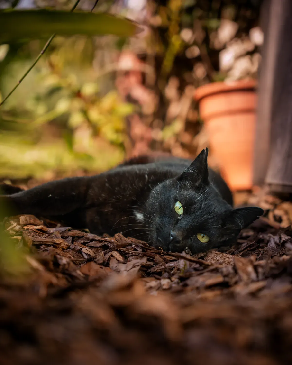 Photographie de chat noir couché au jardin.
