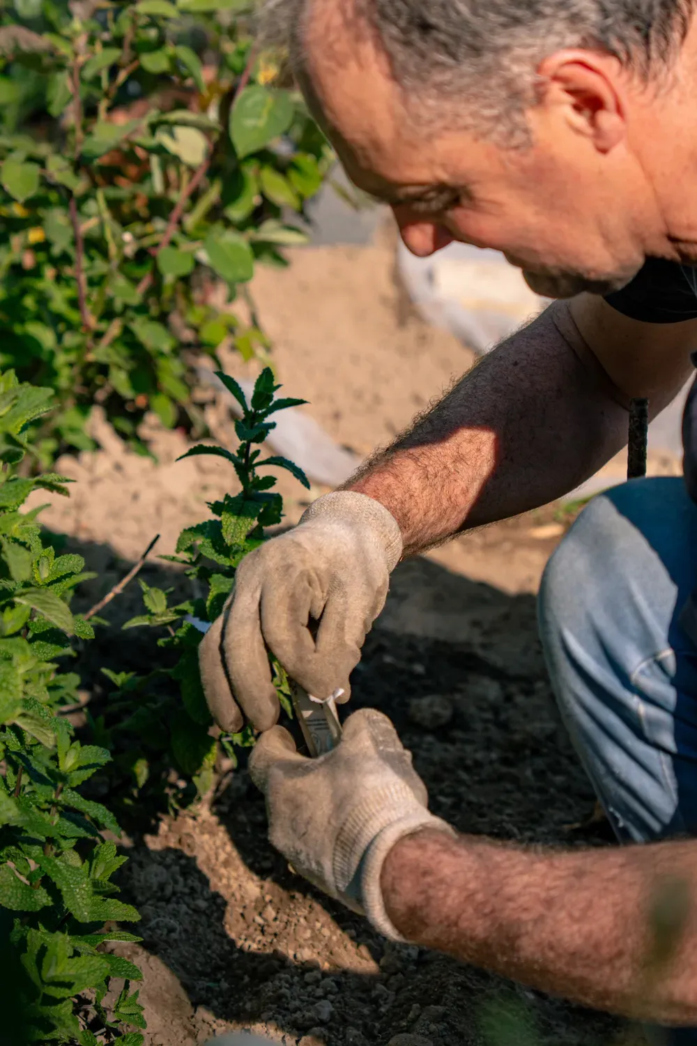 Photographie rapprochee d un homme qui plante dans la terre du potager.