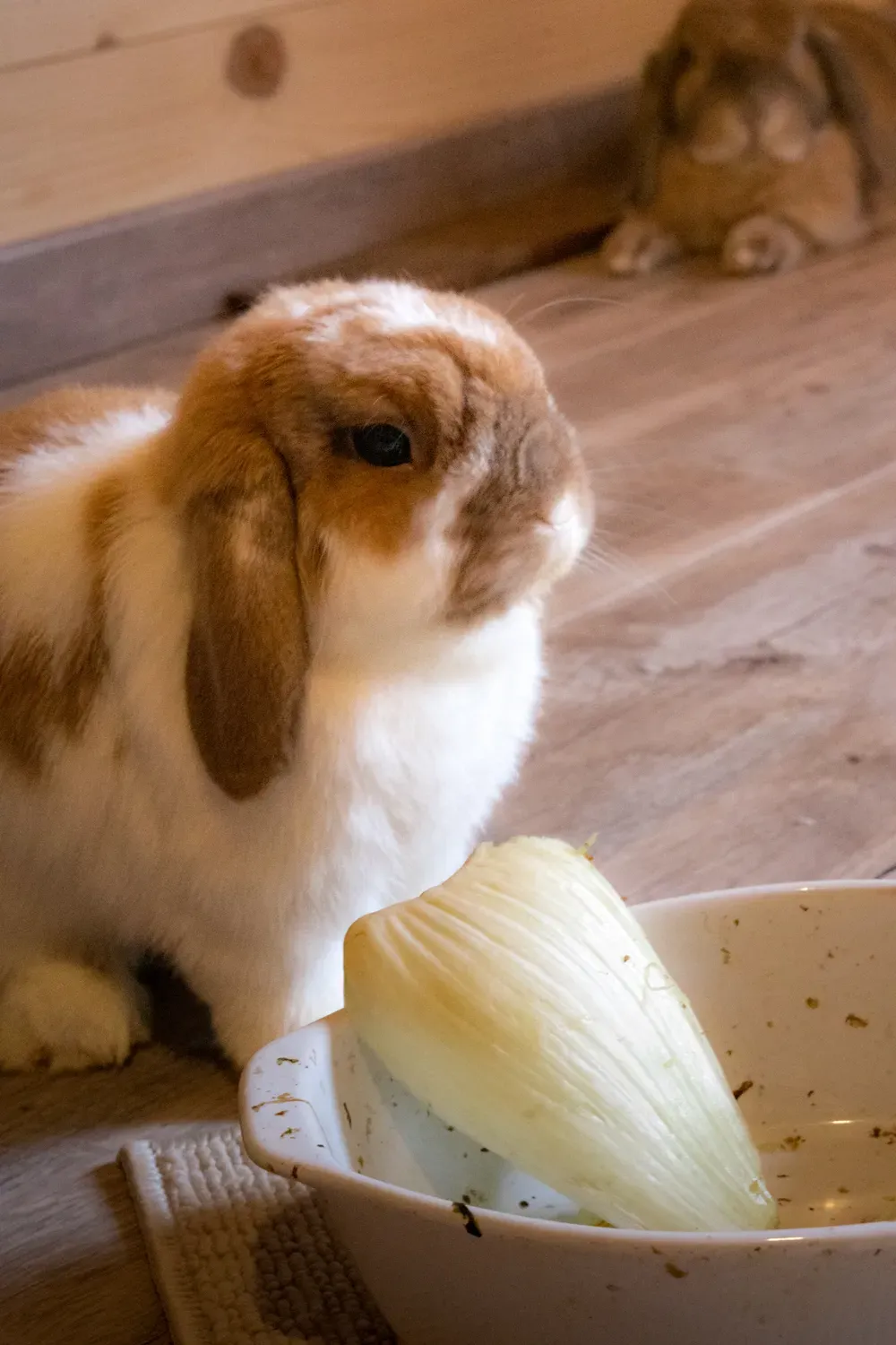 Photographie de lapin près de l endive.