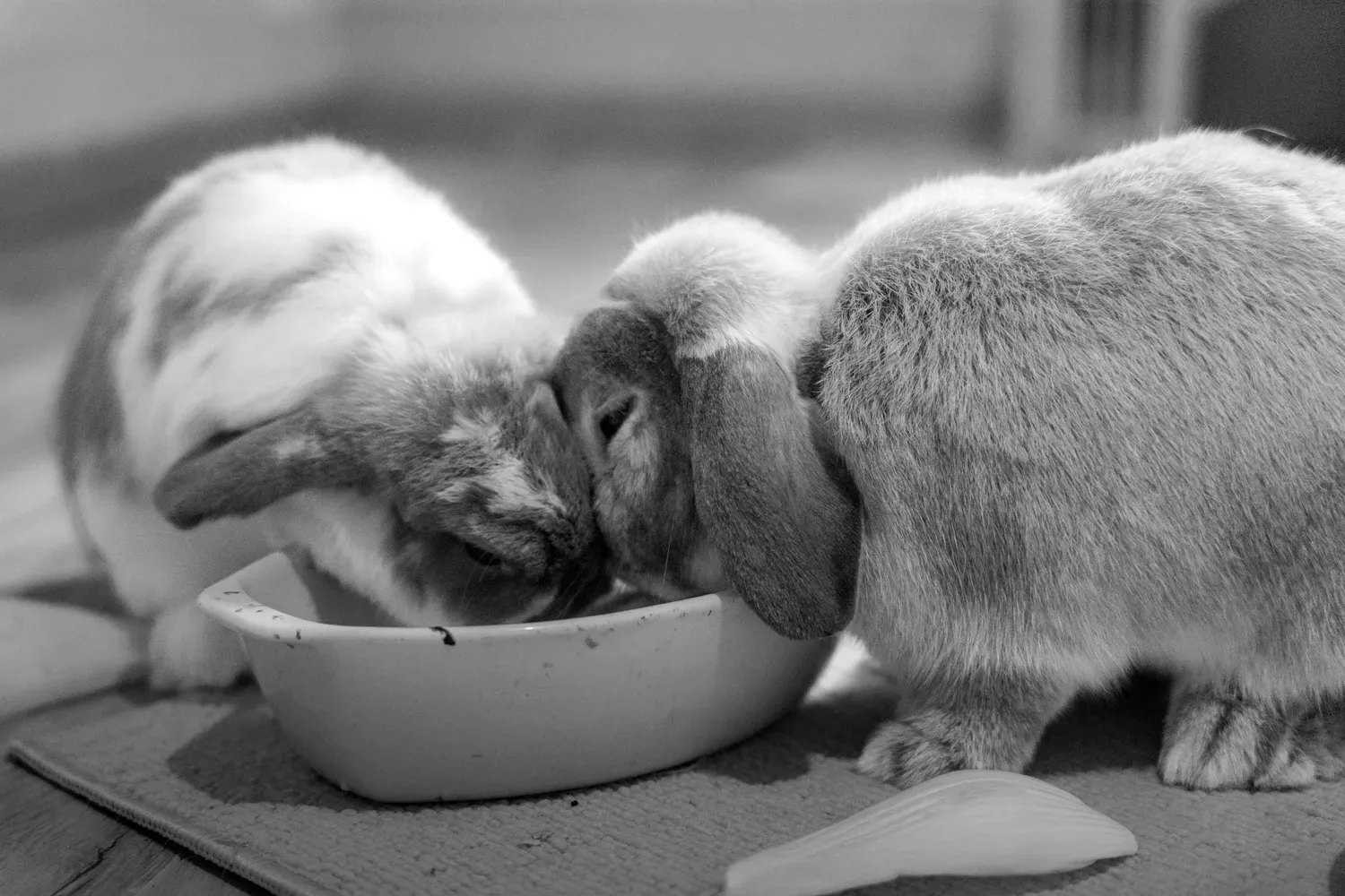 Photographie de repas des lapins en noir et blanc.