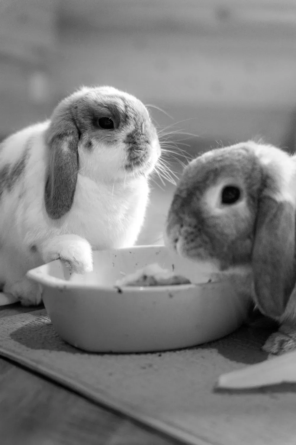 Photographie de deux lapins en noir et blanc.