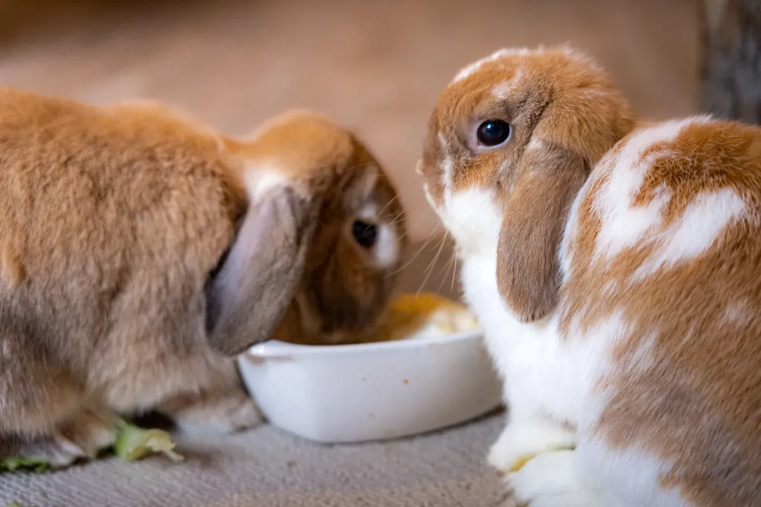 Photographie de trois lapins autour de la gamelle.