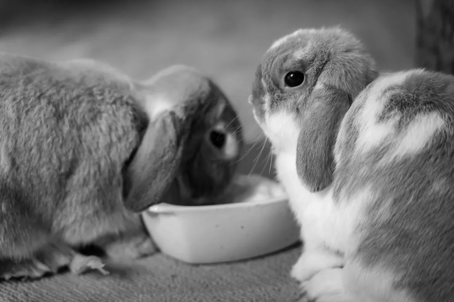 Photographie de trois lapins en noir et blanc.