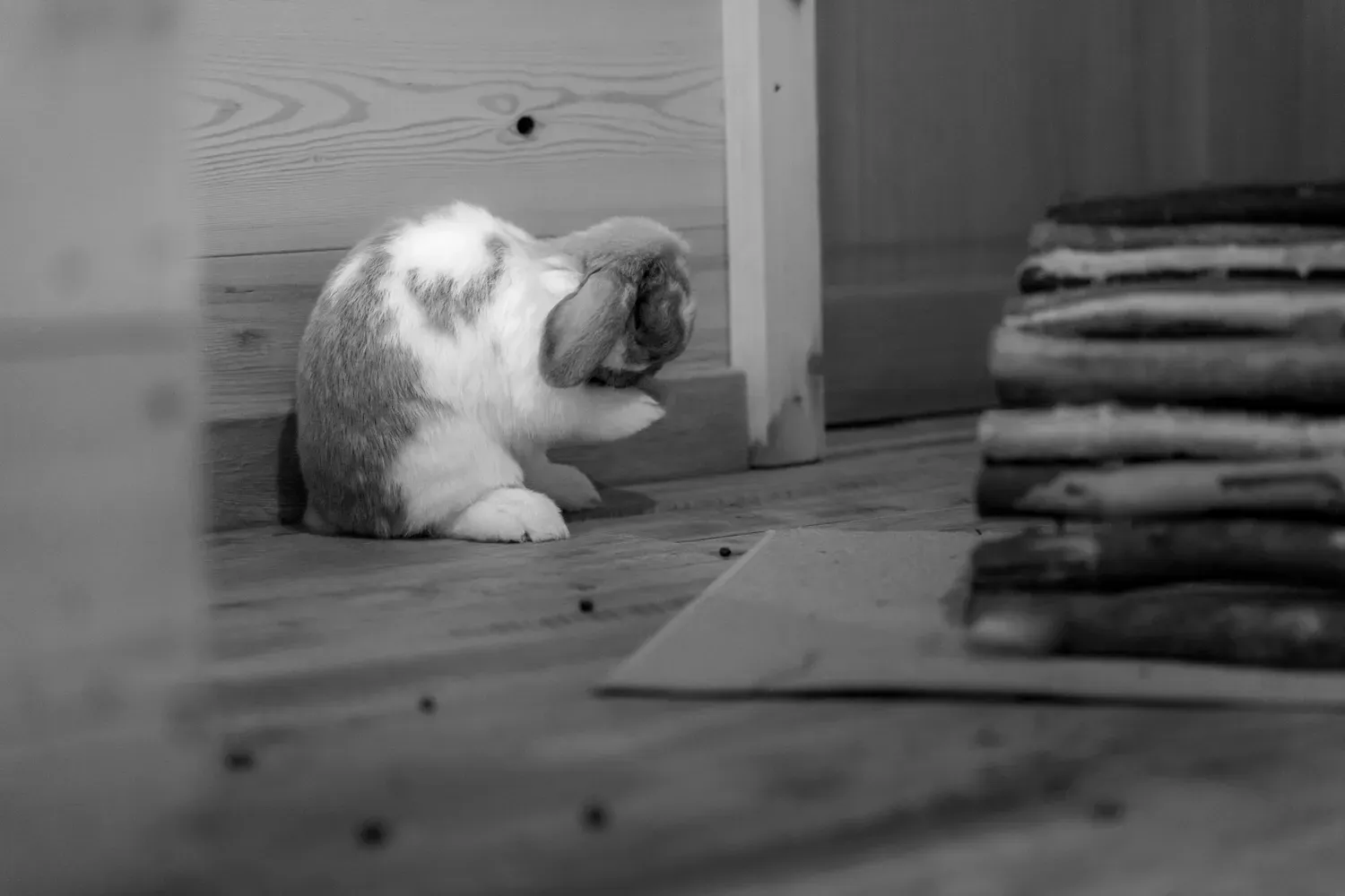Photographie de lapin près des couvertures en noir et blanc.