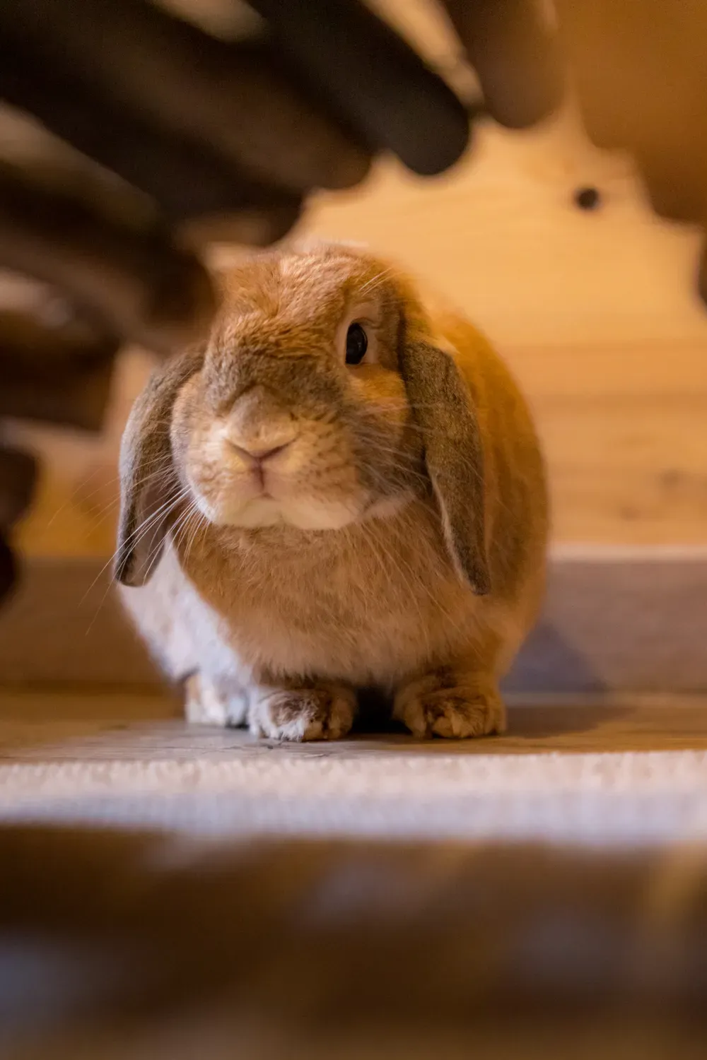 Photographie de lapin sous l abri.