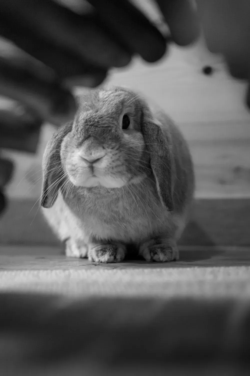 Photographie de lapin sous l abri en noir et blanc.