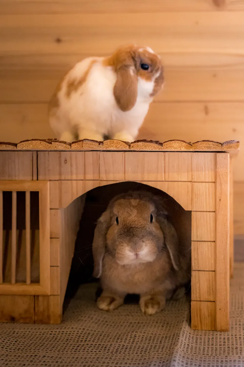 Photographie de lapin sur la cabane.