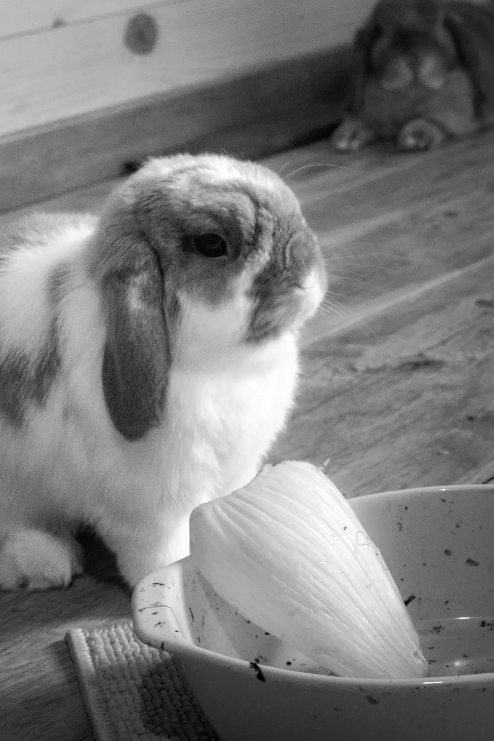 Photographie de lapin en noir et blanc près de l endive.