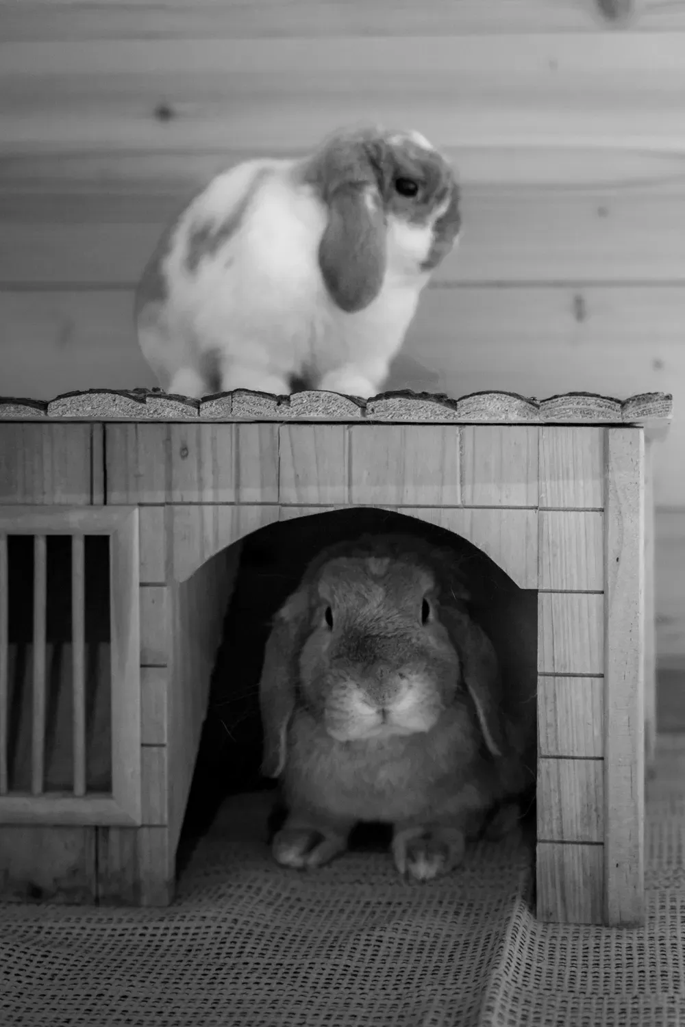 Photographie de lapin sur la cabane en noir et blanc.