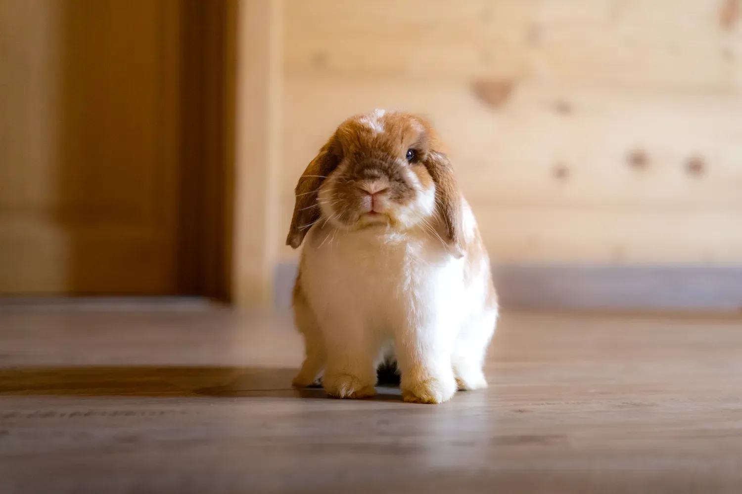Photographie de lapin assis de face.