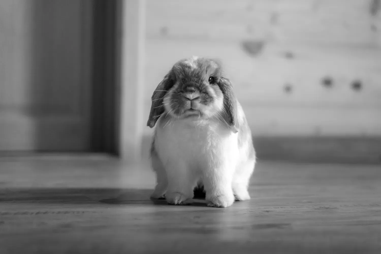 Photographie de lapin de face en noir et blanc.