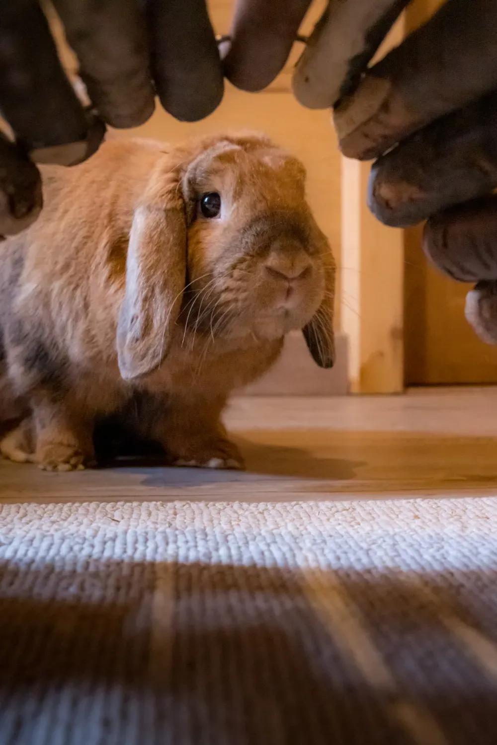 Photographie de lapin sous le tunnel.