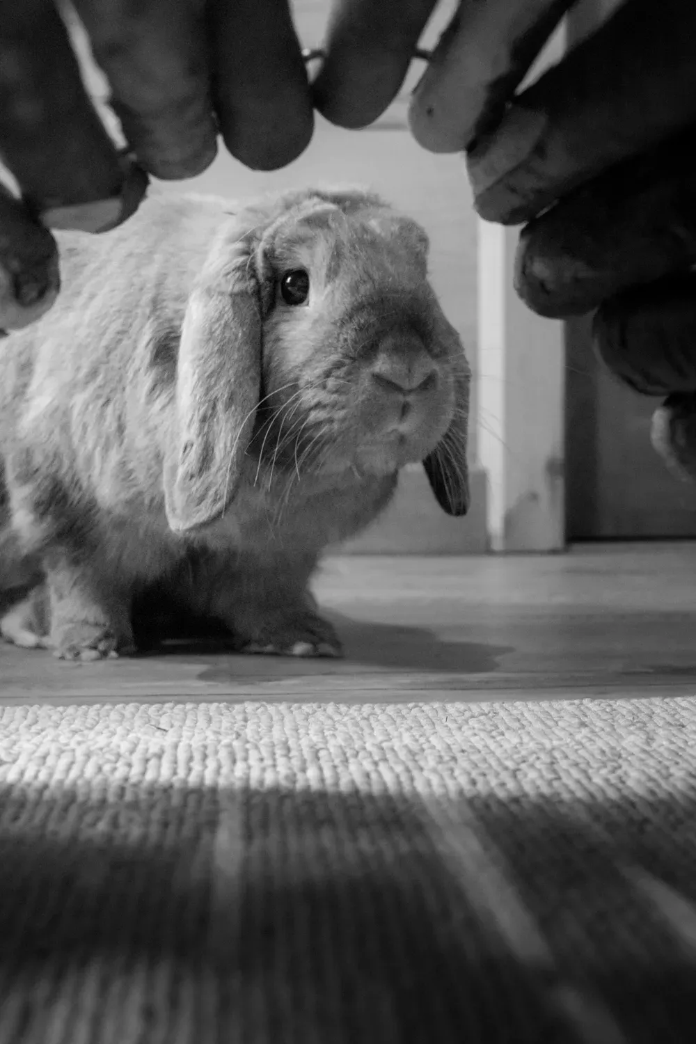 Photographie de lapin sous le tunnel en noir et blanc.