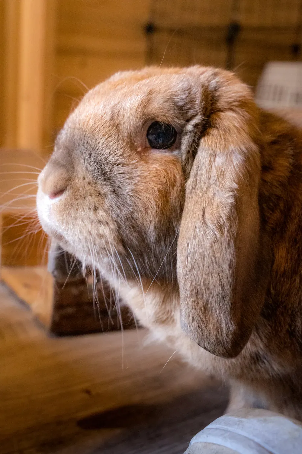 Photographie de profil de lapin bélier.