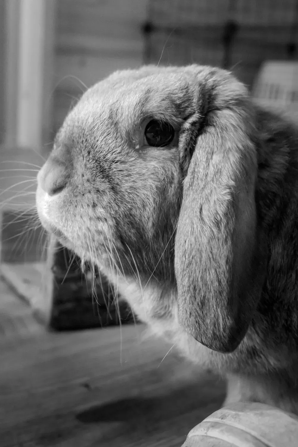 Photographie de profil de lapin bélier en noir et blanc.