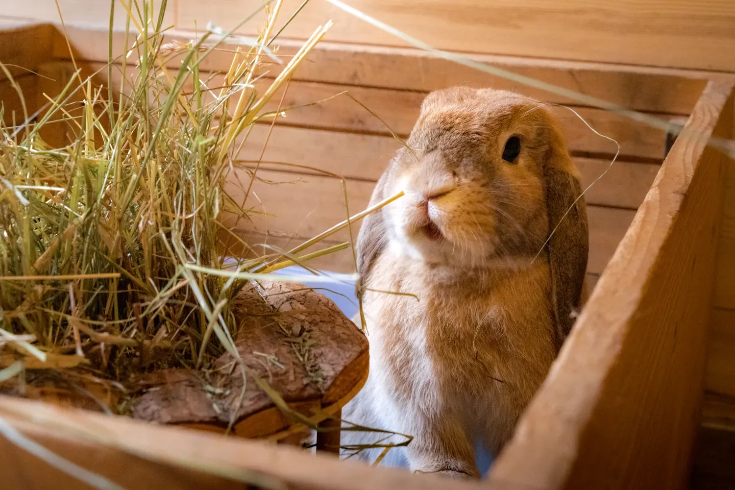 Photographie de lapin dans le foin.