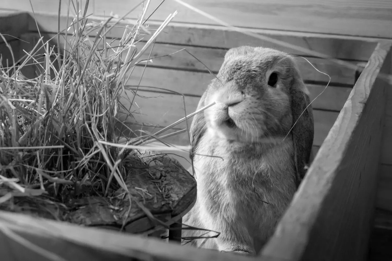 Photographie de lapin dans le foin en noir et blanc.