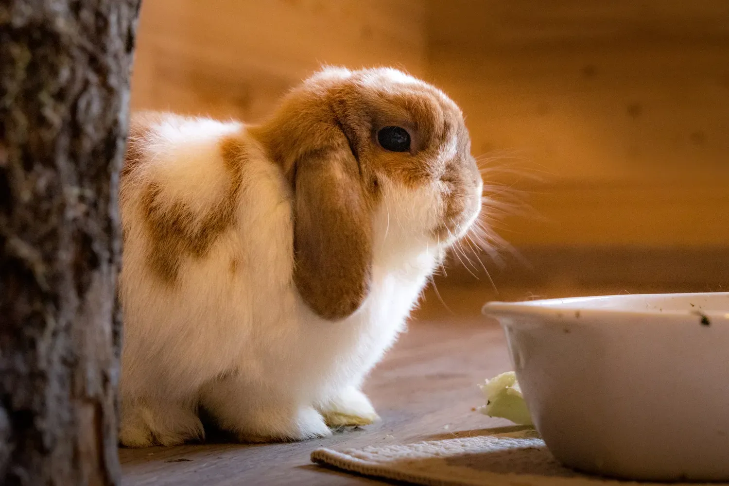 Photographie de lapin près de la gamelle.