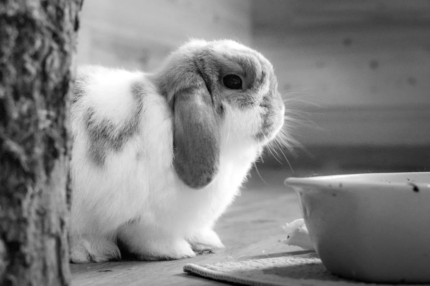 Photographie de portrait de lapin en noir et blanc.