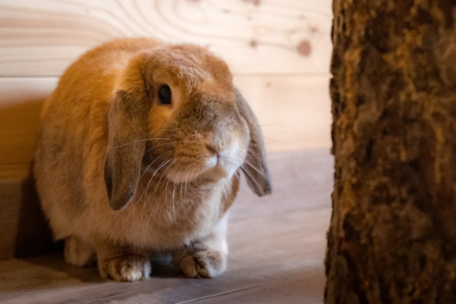 Photographie de lapin bélier au sol.