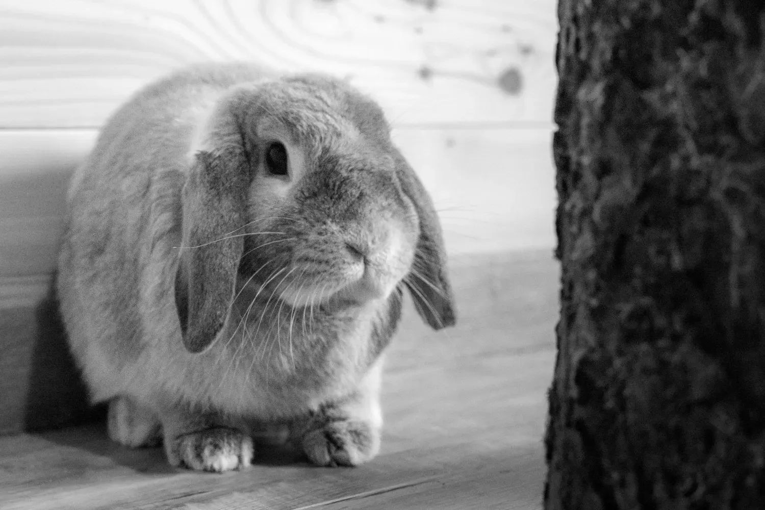 Photographie de lapin bélier en noir et blanc.