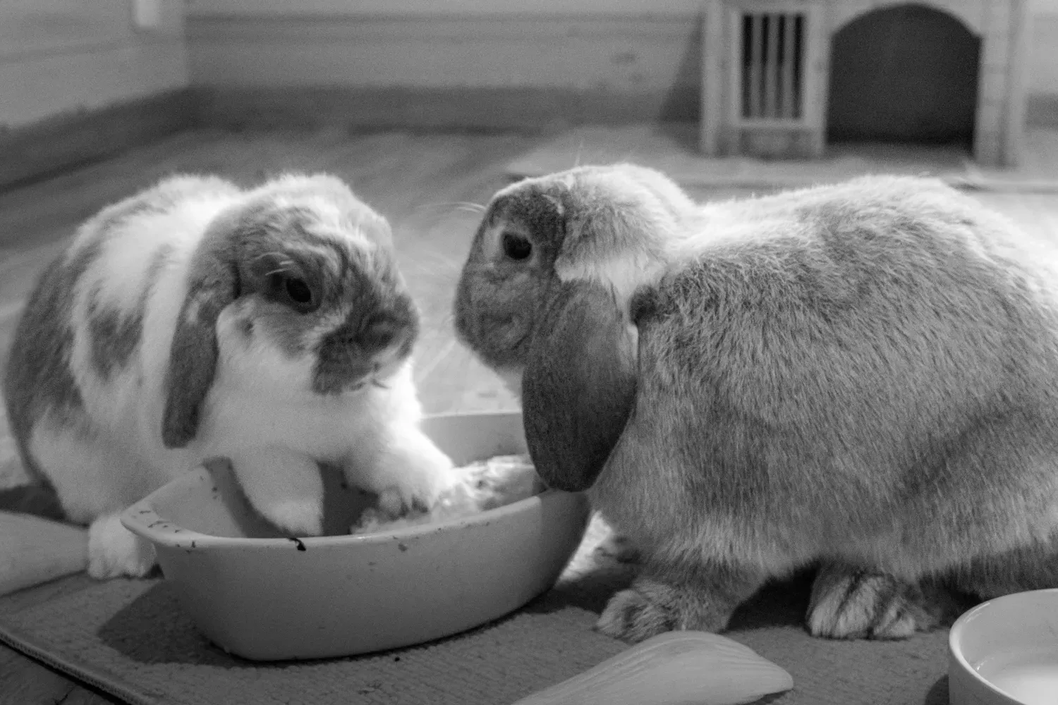 Photographie de deux lapins en noir et blanc.