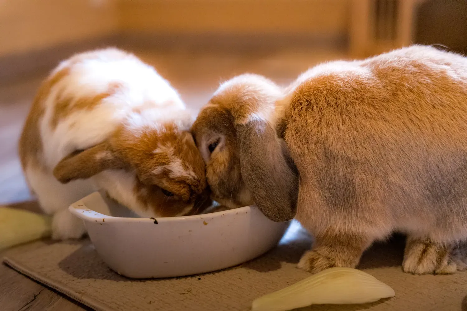 Photographie de repas des lapins.
