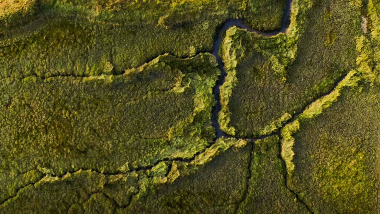 Photographie de herbes du marais salant.